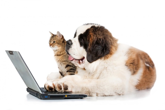 ネットを眺める犬と猫