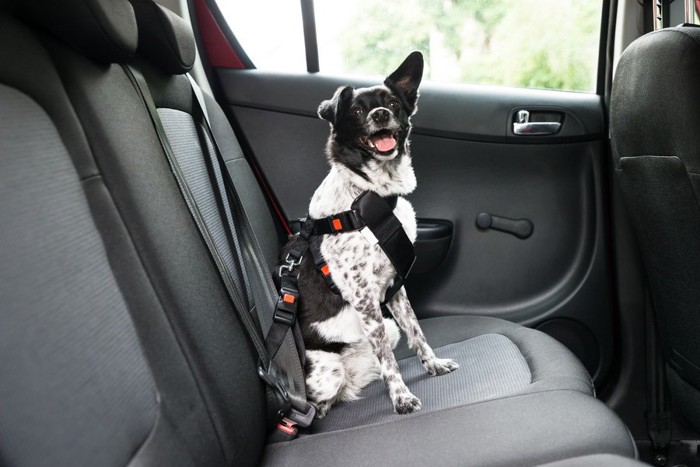 犬用のシートベルトをする白黒の犬