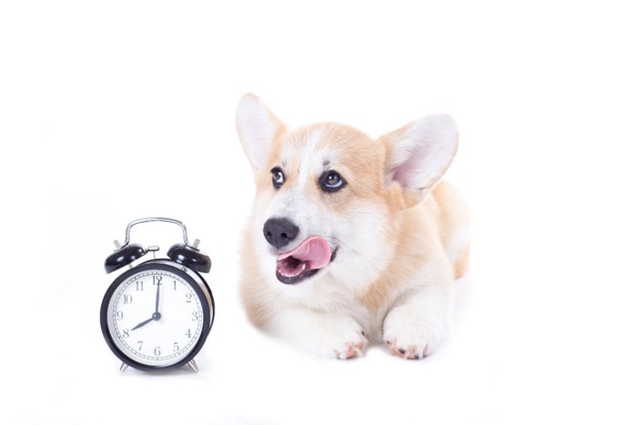 時計と犬