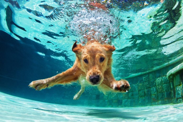 プールに潜っている犬