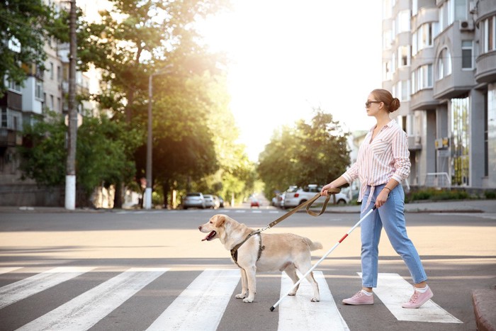 横断歩道を歩く女性と盲導犬