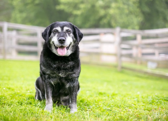 芝生に座る顔の毛が白くなっている黒い犬
