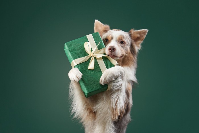 緑のプレゼントを持った犬