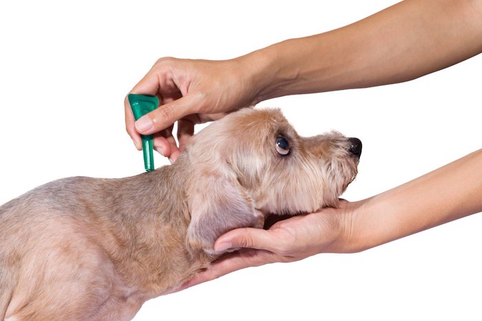 寄生虫予防の薬をつけられている犬