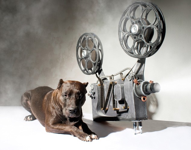 映画と犬2