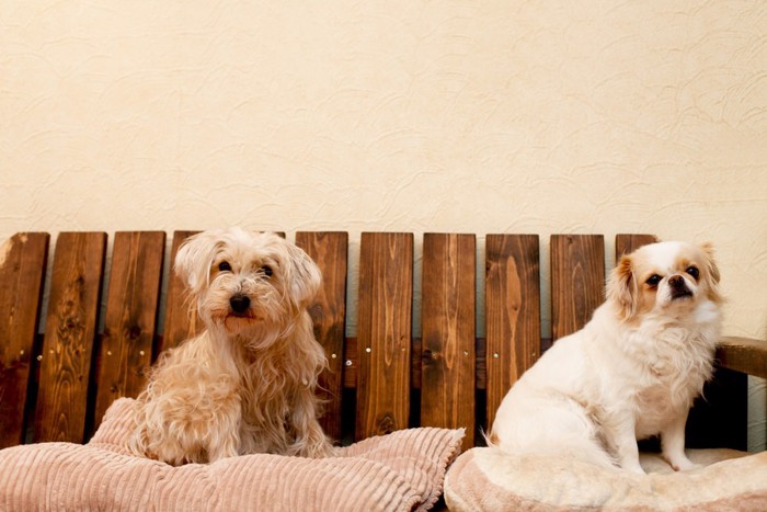 ベンチに座る2匹の犬