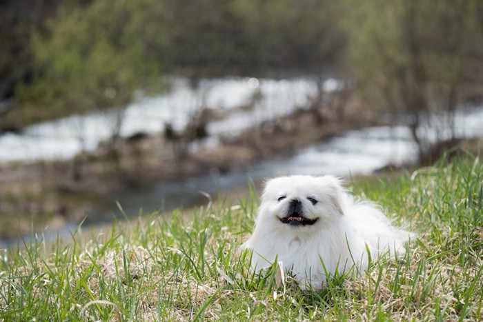 芝生の上に座り込む犬