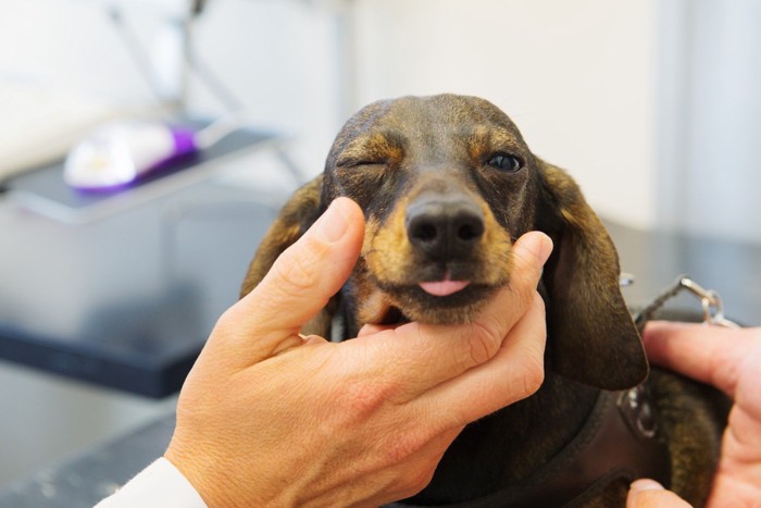 目の検査を受ける犬