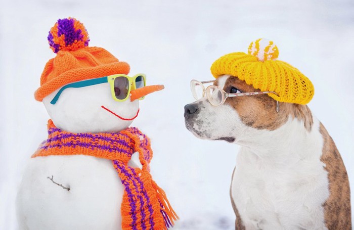 雪だるまを見つめる眼鏡をかけた犬