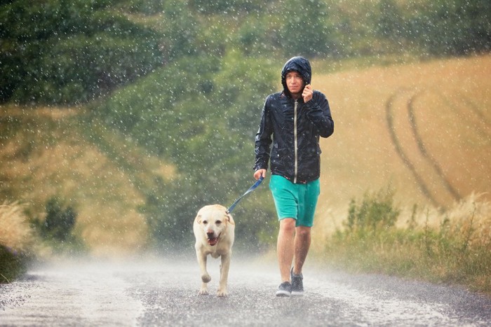 雨の中散歩中の犬と男性