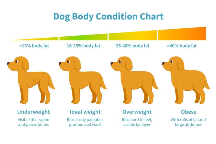 犬の体型チャート