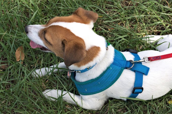 芝生の上で休むハーネスをつけた犬