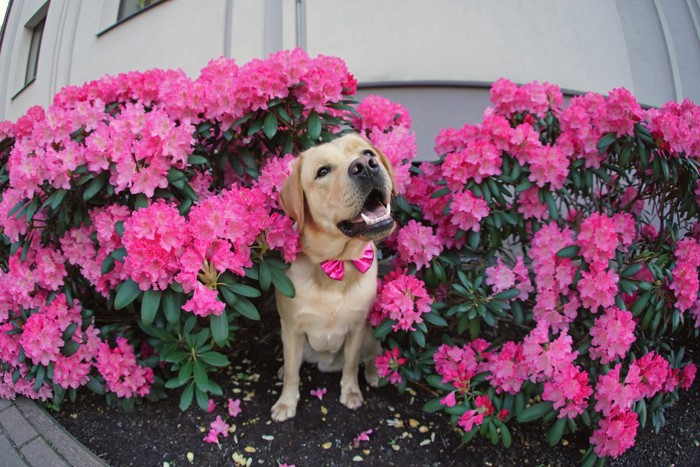 花壇の中で微笑む犬