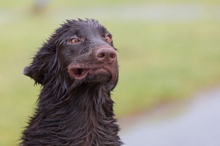 風に吹かれる濡れた黒い犬