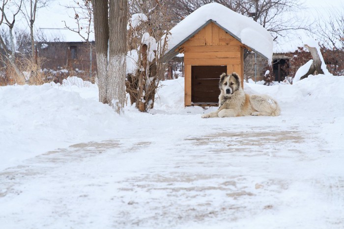雪の中で外飼いされている犬