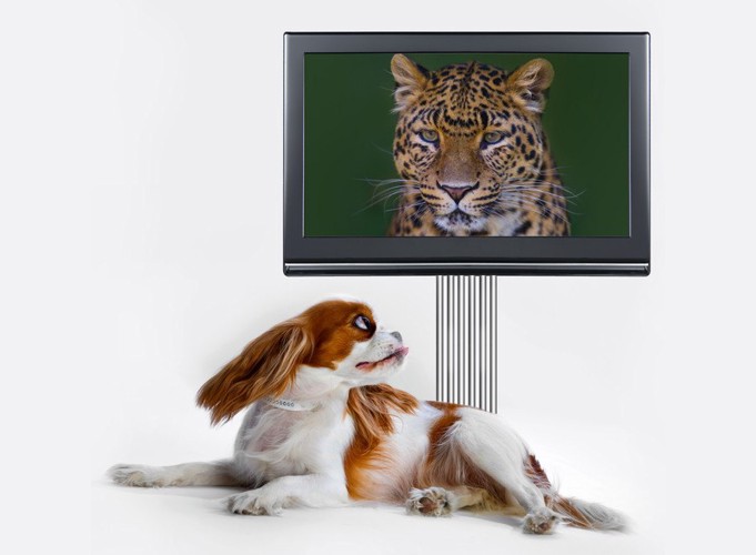 テレビに映るヒョウと見ている犬