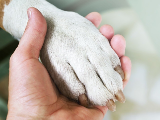 犬の足と人の手