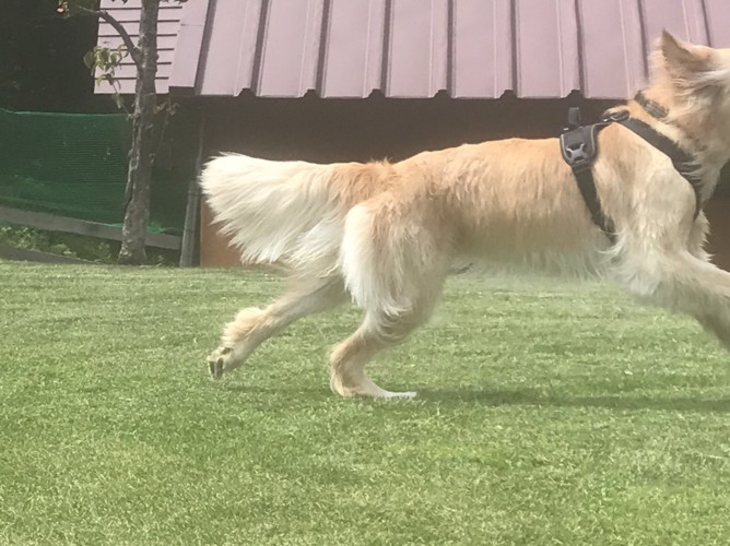 芝生の上を思い切り走る犬
