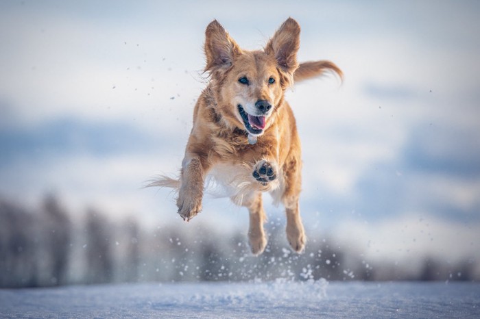 雪の中を駆ける犬