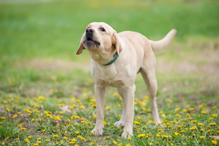 威嚇する犬、地面に黄の花