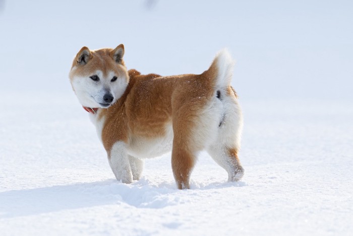 雪の中振り返る柴犬