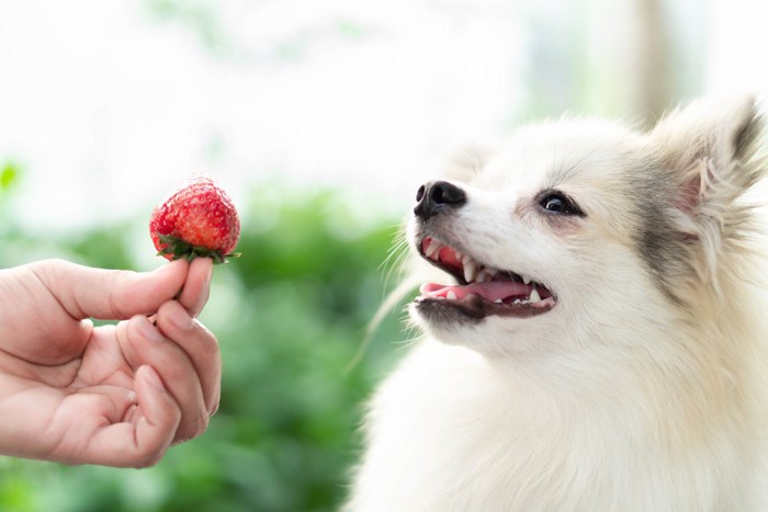 イチゴと白い犬