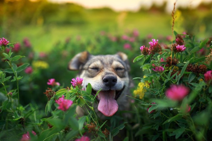 花畑の中の犬