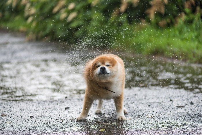 体の水気を飛ばす犬