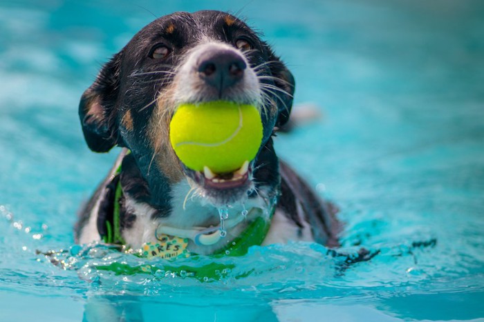 ボールを咥えながら水遊びをしている犬