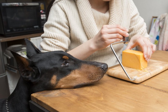 チーズを切る女性と見つめる犬