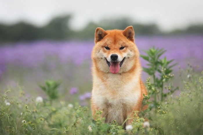 草花と笑顔の柴犬
