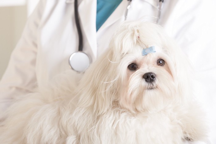 Cute maltese dog and vet