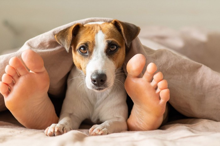 ベッドの布団に潜り込む犬と足