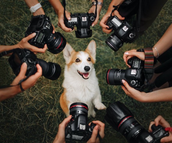 たくさんのカメラに囲まれている犬