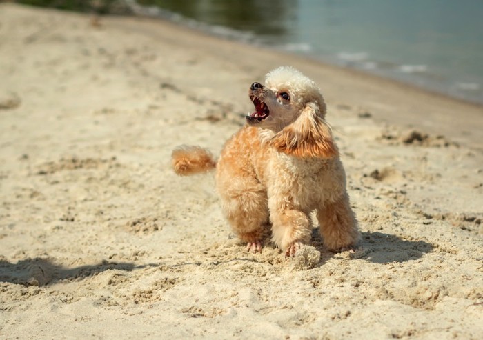 砂浜で吠える犬