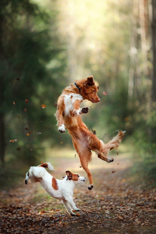 ジャンプする2頭の犬