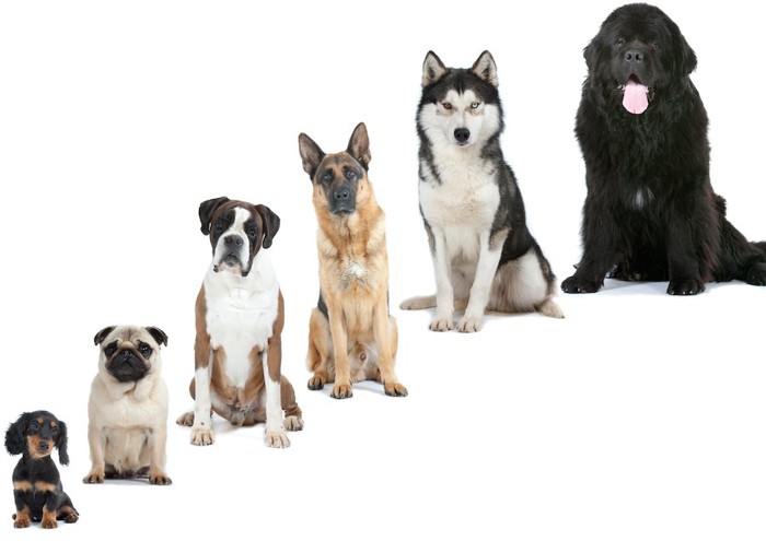 一列に並んで座っている様々な犬種