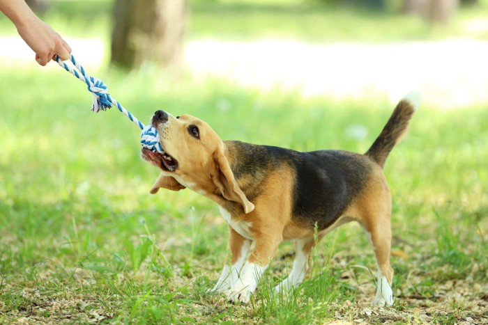 ロープ遊びする犬