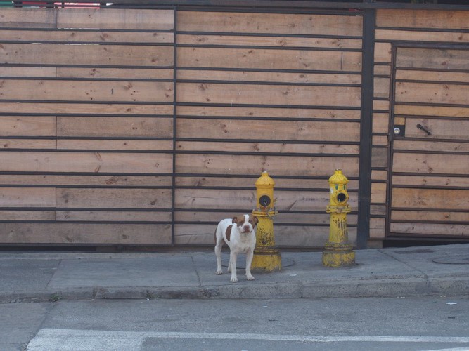 消火器の横に立つ犬