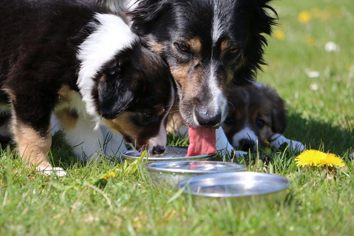 水を飲む犬の親子