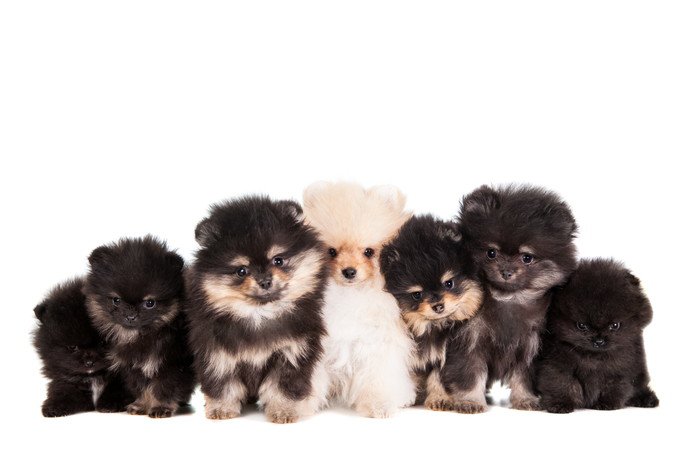 ポメラニアンの7匹の子犬の写真