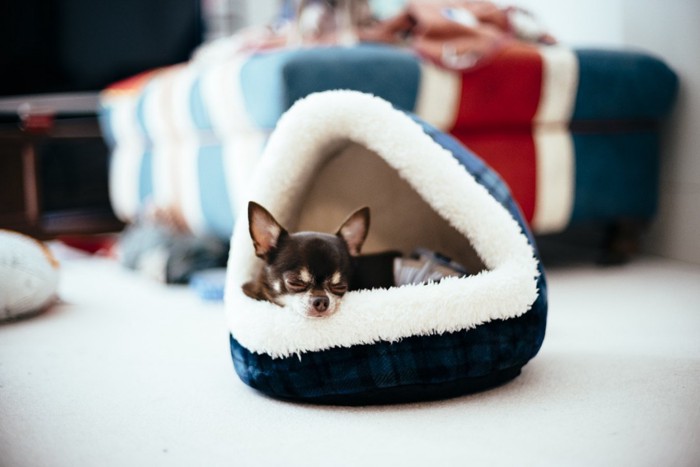 ドーム型ベッドで眠る犬