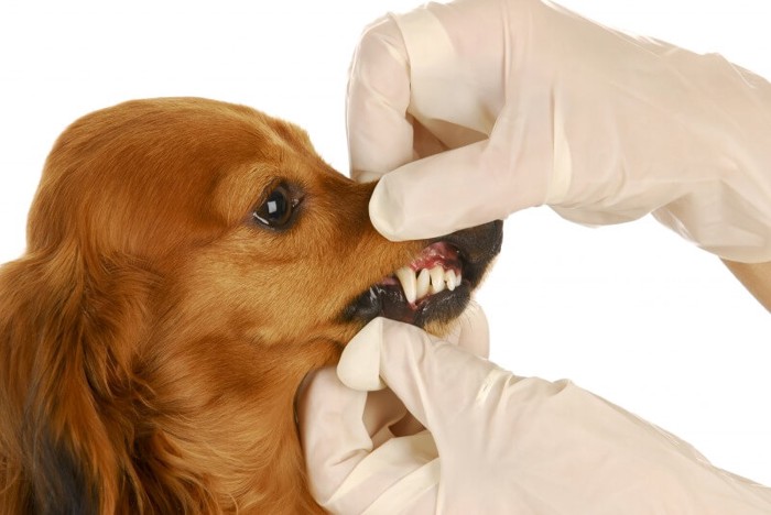 歯周病の検査中の犬