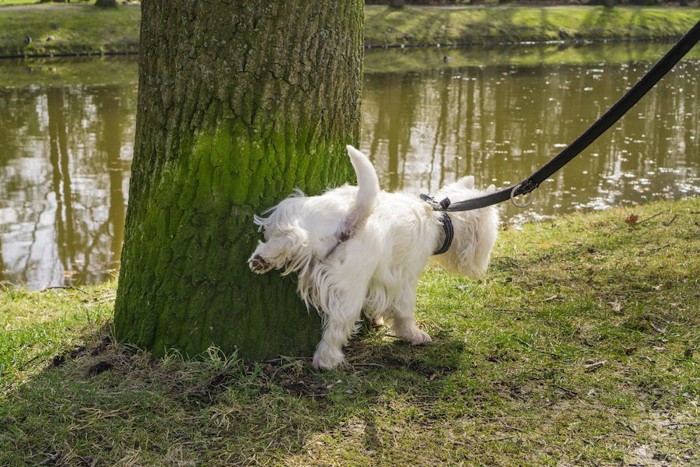 散歩中に木におしっこをする犬