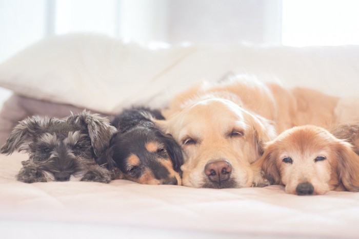 寄り添って眠る種類の違う4匹の犬