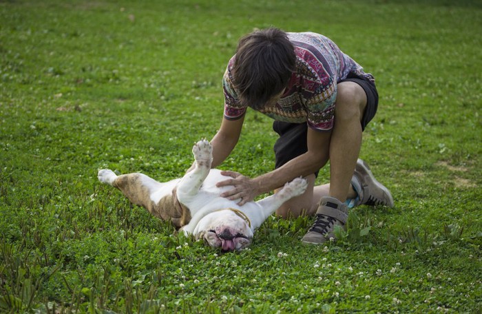 芝生の上で寝転んでお腹を見せる犬