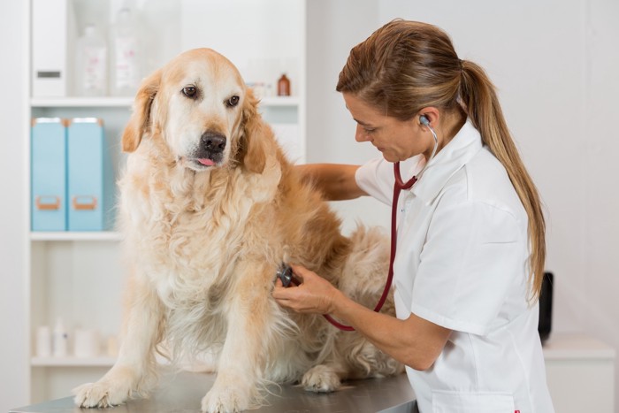 獣医と犬