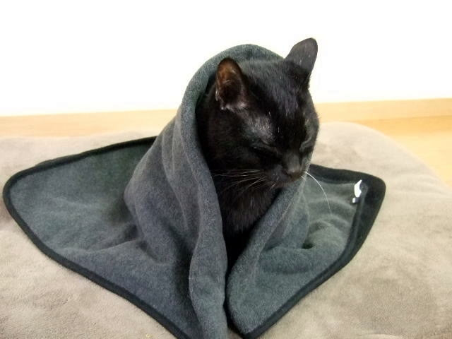 毛布に包まる猫 くろい