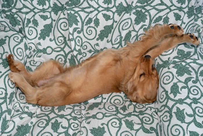 手足を伸ばし寝る犬