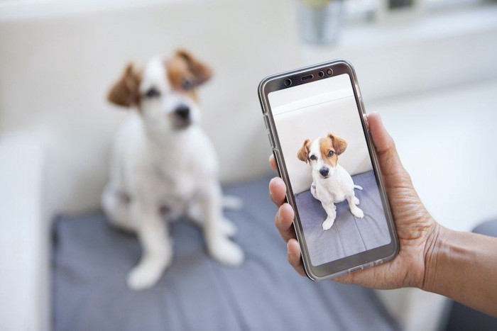 スマートフォンで写真を撮られている犬